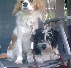 Foto 2 van de pups
