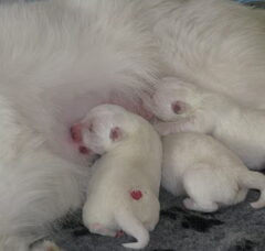 Foto 2 van de pups