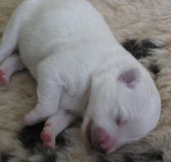 Foto 3 van de pups