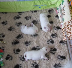 Foto 4 van de pups