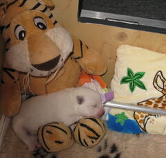 Foto 5 van de pups