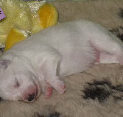Foto 6 van de pups