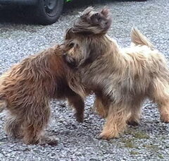 Foto 3 van de pups