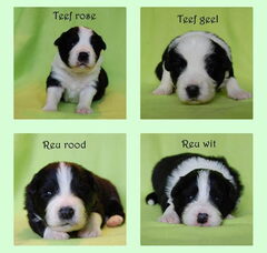 Foto 2 van de pups