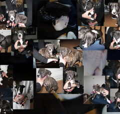 Foto 2 van de pups