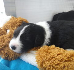Foto 5 van de pups