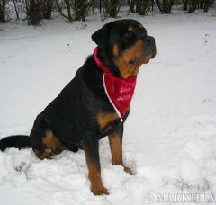 Foto 2 van de pups