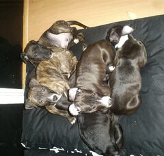 Foto 3 van de pups