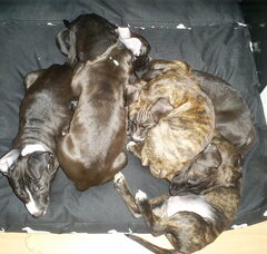Foto 4 van de pups