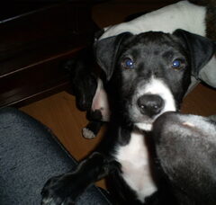 Foto 5 van de pups