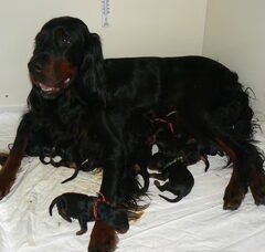 Foto 2 van de pups