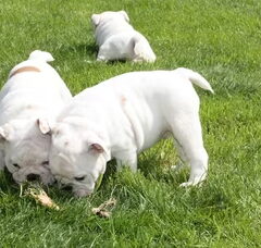 Foto 2 van de pups