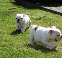 Foto 3 van de pups