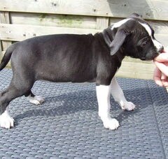Foto 2 van de pups