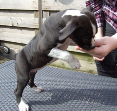 Foto 3 van de pups