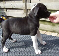 Foto 4 van de pups