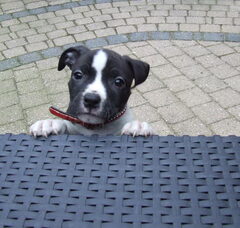 Foto 5 van de pups