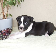 Foto 6 van de pups
