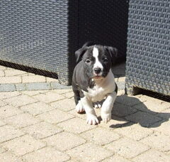 Foto 7 van de pups