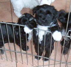 Foto 2 van de pups
