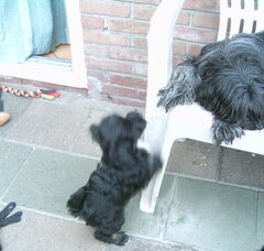 Foto 3 van de pups