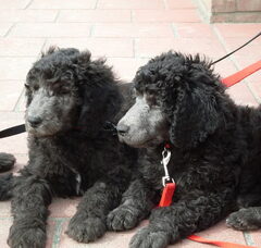 Foto 2 van de pups