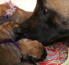Foto 2 van de pups
