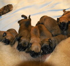 Foto 3 van de pups