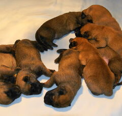 Foto 4 van de pups