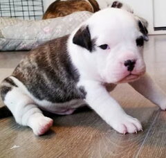 Foto 2 van de pups