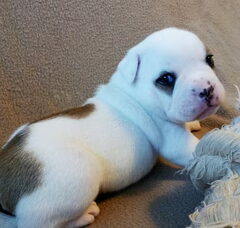 Foto 3 van de pups