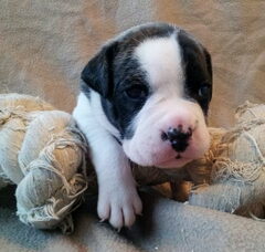 Foto 4 van de pups