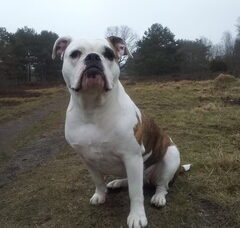 Foto 6 van de pups
