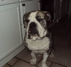 Foto 7 van de pups