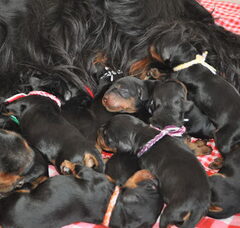 Foto 3 van de pups