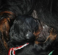 Foto 4 van de pups