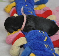 Foto 5 van de pups