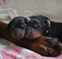 Foto 6 van de pups