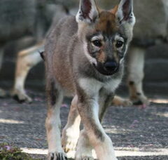 Foto 2 van de pups