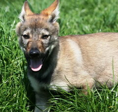 Foto 3 van de pups