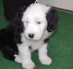 Foto 3 van de pups