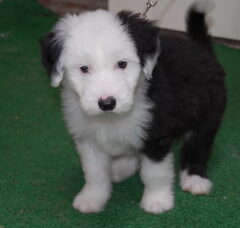 Foto 4 van de pups