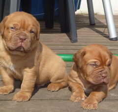 Foto 4 van de pups