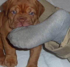 Foto 5 van de pups