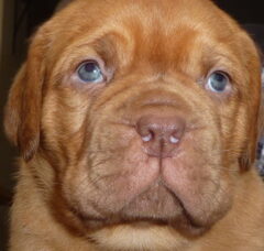 Foto 6 van de pups