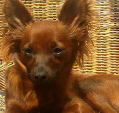 Foto 2 van de pups