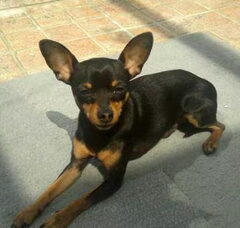 Foto 3 van de pups