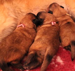 Foto 2 van de pups