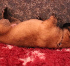 Foto 3 van de pups