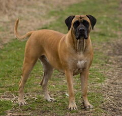 Foto 2 van Manisa Boerboels